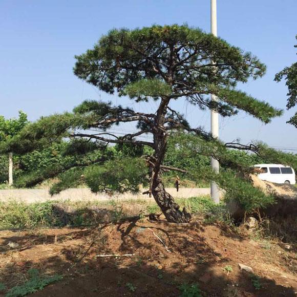 造型黑松.jpg 造型黑松.jpg